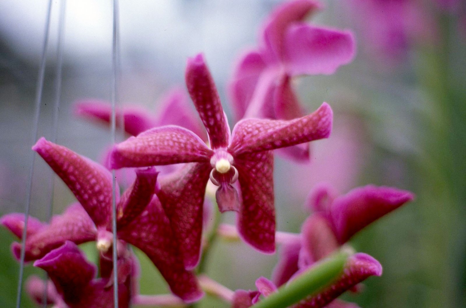 Orchids 10